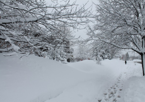 Photo arbres enneigés et des pas dans la neige