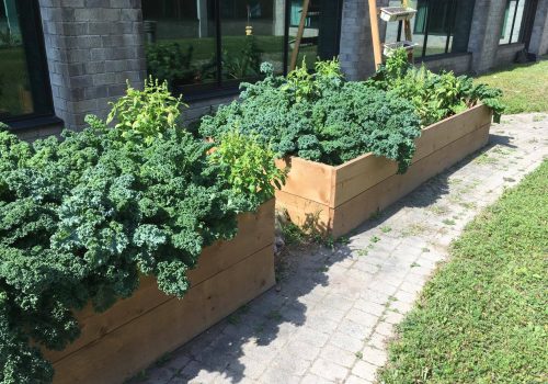 Chou Kale et basilic du jardin communautaire du cégep TR